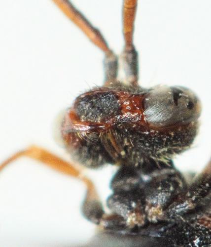 Réf. 197 368 : Nomada flavoguttata